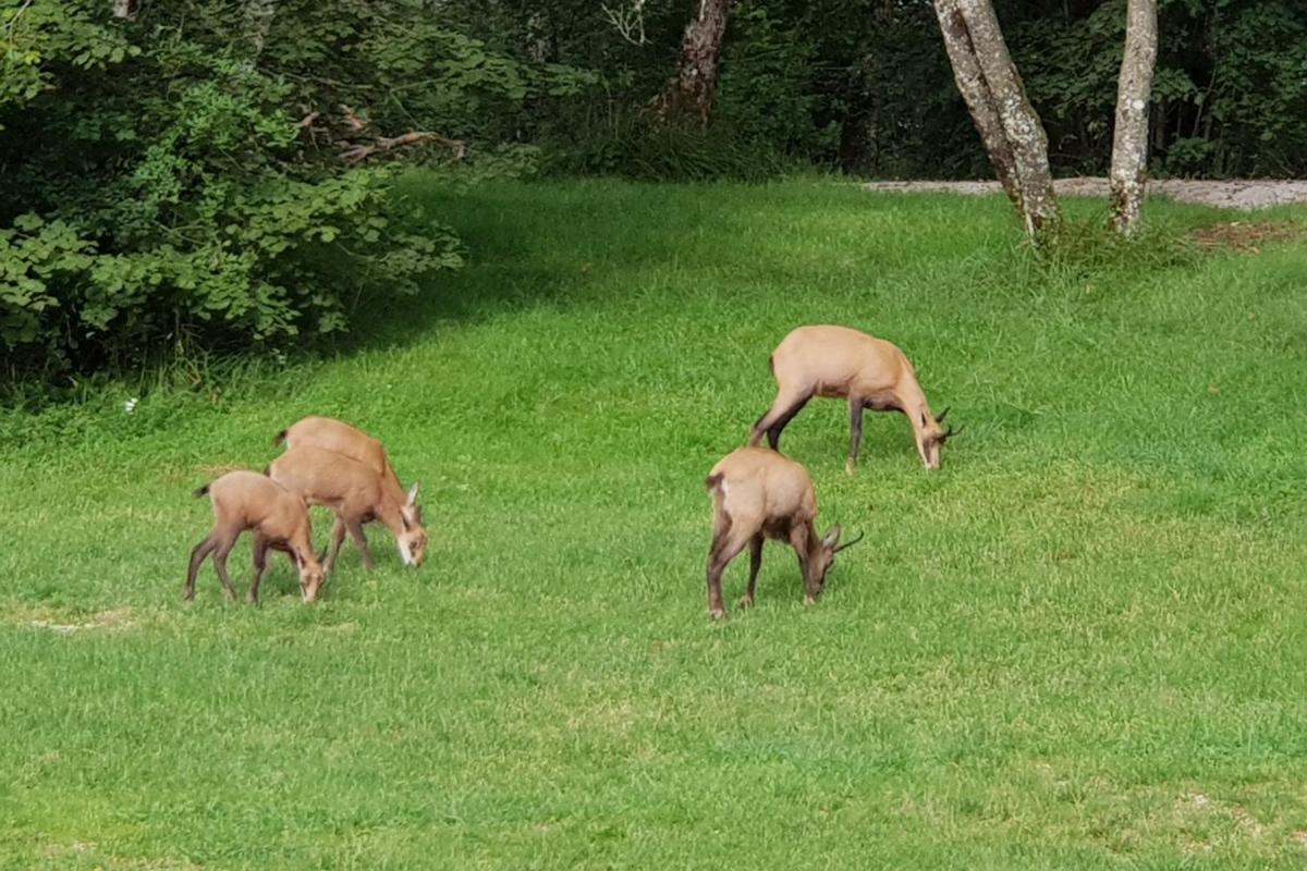 Parc Des Chamois 3 Piscine Chauffee La Chatelaine